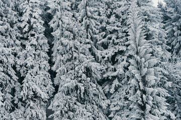 Detail of snowy tree in winter forest