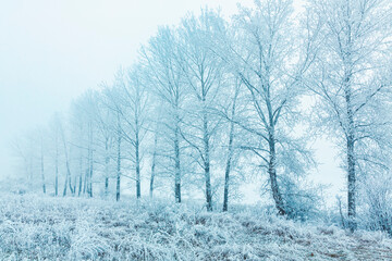 Fototapeta na wymiar Winter Landscape, trees covered with snow, Germany, Winter Forest,