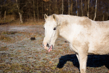 Obraz na płótnie Canvas Arabian white horse yawning, making calming signals