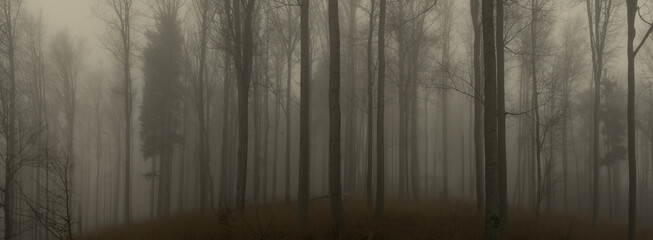 Fototapeta premium Creepy beech trees forest in Jeseniky mountains at autumn. Gloomy hilly foggy landscape, tree trunks. Jeseniky mountains, Eastern Europe, Moravia. .