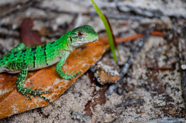 Naklejka na ściany i meble green lizard closeup - yucatan, mexicp