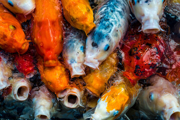 Obraz na płótnie Canvas Koi Fish (Cyprinus rubrofuscus) Demanding Food