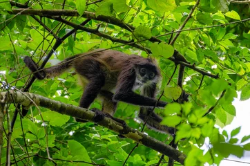 Fototapeten wild spider monkey looking into camera - punta laguna, coba, yucatan, mexico © steli[ο]rama