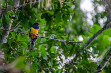 wild colorful bird on a tree in rainforest - yucatan, mexico