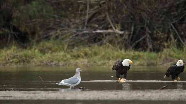 Bald Eagle (Haliaeetus leucocephalus) eating fish after a successful hunting for salmon in Fraser Valley, British Columbia, Canada