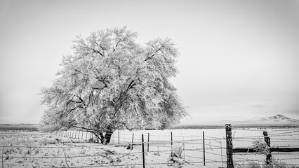 Tree in Snow Fenced Black & White