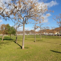 beautiful park, open air promenade palma de mallorca