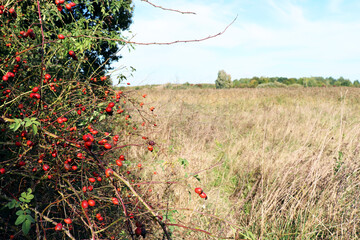 Pejzaż z dziką różą. © Antonio