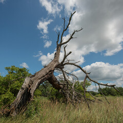 trunk of a dry fallen tree in the meadow.