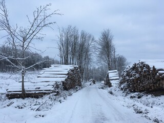 winter in the forest