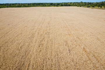 Fototapeta na wymiar Field of corn