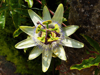 Close up of white, blue flower Passiflora caerulea or Passiflora edulis.