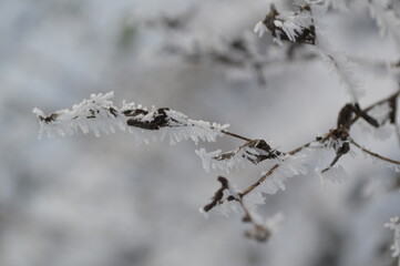 flower at frost