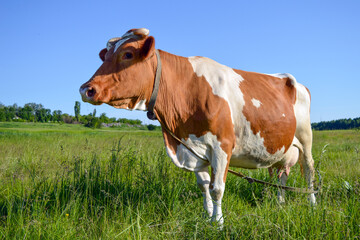 Simmental breed cow on a leash.