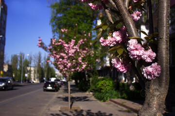 Fototapeta na wymiar Fluffy bright pink sakura blooms on the sidewalk near the road with cars in clear weather with a blue sky. Multi-flowered sakura in spring. Vinnytsia Ukraine