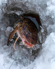 Obraz premium A fisherman pulls a burbot from a hole in a frozen lake.