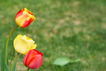 Yellow and red tulips with green blurred grass in the background.