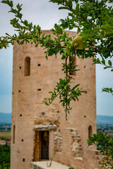 Pomegranate plant in the foreground. In the background one of the two ancient towers of Properzio, in the town of Spello - Umbria (Italy)