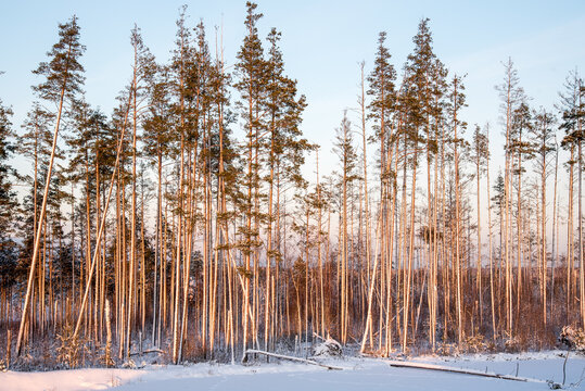 Fantastic landscape glowing by sunlight. Dramatic wintry scene. Kingisepp, Russia, Europe. Beauty world. Happy New Year 