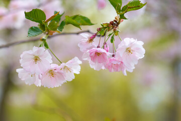 Blossoming cherry with blurred trees in the background.
