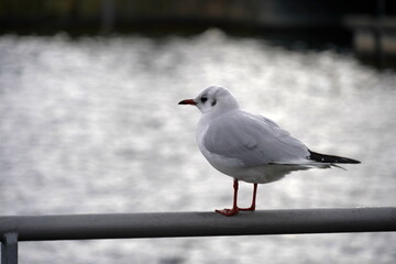 A seagull in lateral view standing on the top of metal railing on the pier or in harbor with Lake Zurich in Switzerland behind it. There is a lot of copy space.