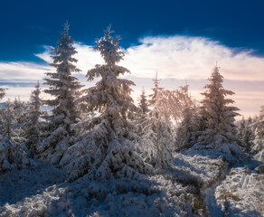 Spruce trees covered with snow and rime, snow, blue sky,sunlight, sunny day. Jeseniky mountains.Czech republic. .