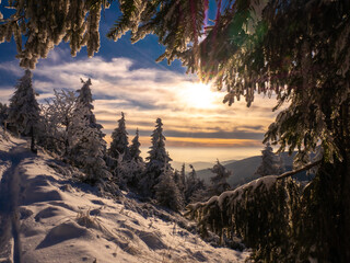 Spruce trees covered with snow and rime, snow, blue sky,sunlight, sun, sun rays, sunny day. Jeseniky mountains,Czech republic. .