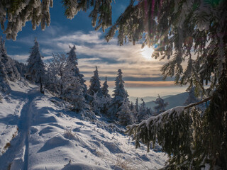 Spruce trees covered with snow and rime, snow, blue sky,sunlight, sun, sun rays, sunny day. Jeseniky mountains,Czech republic. .