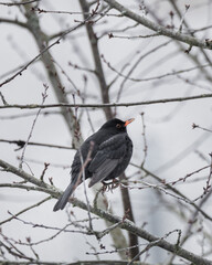 Beautiful blackbird sitting on a branch in the tree in the winter