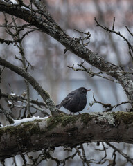 Beautiful blackbird sitting on a branch in the tree in the winter