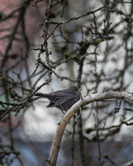 Beautiful blackbird sitting on a branch in the tree in the winter