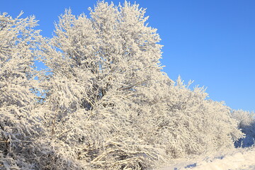 Russian nature in winter, Christmas background. After a snowfall, tree branches are covered with snow and sparkle in the sun, severe frost and low temperatures. This is a beautiful winter banner