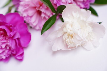Naklejka na ściany i meble Bouquet of fresh pink and white peonies on a grey background with copy space. High quality photo