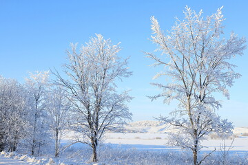 Fototapeta na wymiar Russian nature in winter, Christmas background. Forest after snowfall, branches of trees are covered with snow, severe frost and low temperatures. This is a beautiful winter banner,