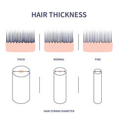 Hair thickness types classification set. Skin cross-section with fine, normal, thick strands. Anatomical structure linear scheme. Outline vector illustration.