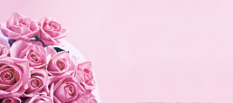 Background banner of beautiful pink roses with copy space. High quality photo