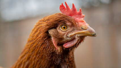 Close up o a chicken's head