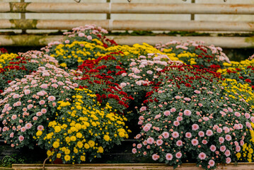 Shot of Chrysanthemum Flower Blooming.