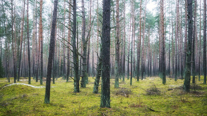 Panoramic view of a forest, color toning applied.