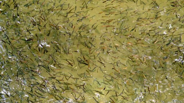 School Of Fish Trout Swim In Sync Together To Avoid Dangers, Feed And Learn.