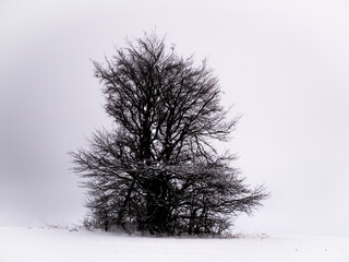 Isolated solitary tree on white snowy and cloudy background surrounded by mysterious gloomy landscape. Winter snowy landscape, Vysocina region,Czech Republic,Europe.  .