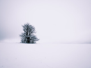 Isolated solitary tree on white snowy and cloudy background surrounded by mysterious gloomy landscape. Winter snowy landscape, Vysocina region,Czech Republic,Europe.  .