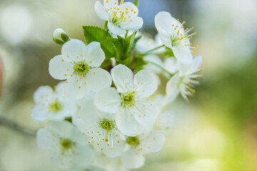 Springtime begining in the garden. The branches of a blossoming tree in spring day in the wind. Cherry tree in white flowers. Beautiful blurring background. selective focus.