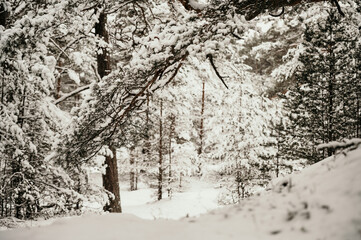 Winter mood in the snowy pine forest.