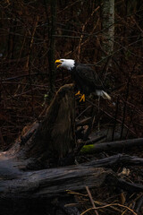 Majestic American bald eagle bird sits on tree trunk by the river and calls out in rain in Pacific Northwest USA