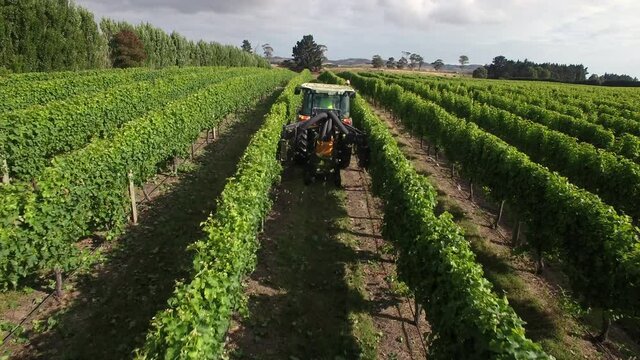 Aerial view of tractor leaf trimming grapevines on vineyard in Marlborough, New Zealand