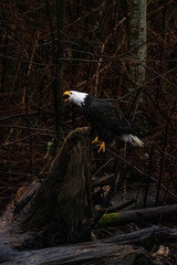 Majestic American bald eagle bird sits on tree trunk by the river and calls out in rain in Pacific Northwest USA