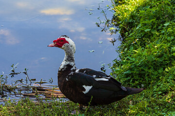 a muscovy duck by a pond