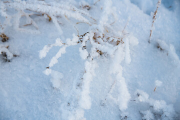 Winter grass and trees in the snow