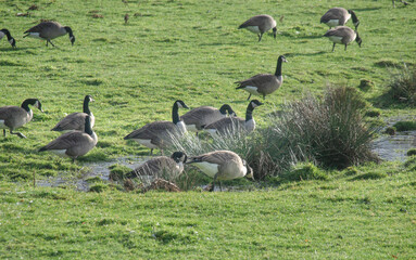 Wildgänse auf einer Wiese